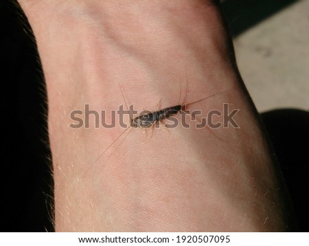 A silver fish on the skin with a blurred background, noise texture and selected focus