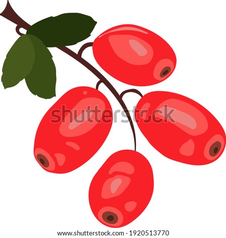 Barberry, berberis isolated icon, red berries with green leaves, hand draw doodle style for healthy vegetarian vitamine food. Vector illustration Royalty-Free Stock Photo #1920513770