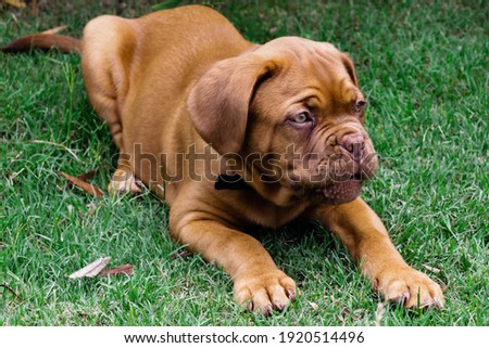 After the walk this little dogue de bordeaux rests very calm. Royalty-Free Stock Photo #1920514496