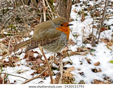 The European robin bird (Erithacus rubecula), Robin redbreast, Das Rotkehlchen Vogel or Ptica Crvendać