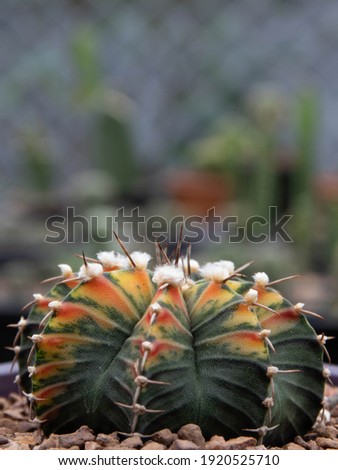 Gymnocalycium mihanovichii variegata. Popular with collectors,Cactus, Beautifully colored