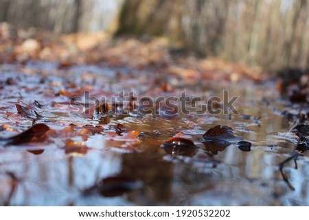 Photos of leaves on the bottom in the water natural footage