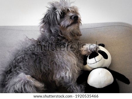 Grey dog with its paw over a panda teddy bear. Puppy in a couch holding a toy. Furry pet playing with a teddy bear. Dog looking curious while playing with toy.