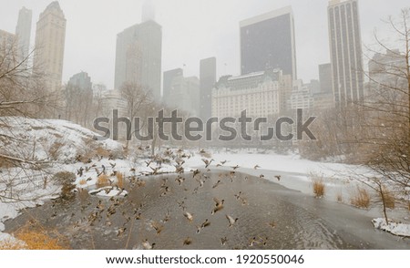 Central Park in New York City snowing in winter