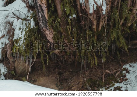 picture of a icicle  through a tree trunk
