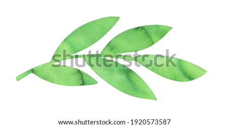 Water color drawing of light green leaf branch shape with artistic brush strokes and stains. Hand painted watercolour graphic illustration, cut out clip art element for creative design, sign, banner.