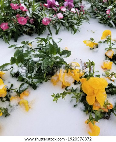 Frozen flowers under snow. Houston, Texas
