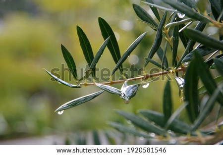 Close-up view of olive tree twigs and leaves with water drops after a winter rain