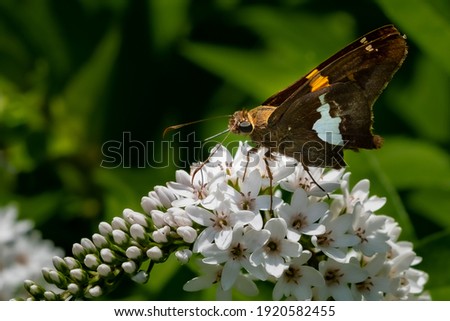 A Silver-spotted Skipper Butterfly (Epargyreus clarus) feeding on a white flower bloom in the summer sun.