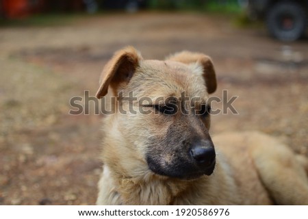 a dog face close up