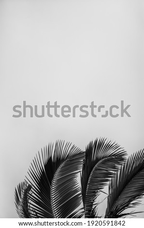 Curved Palm Leaves in Black and White.  Upward growth  of leaves with copy space above for a book or magazine title.