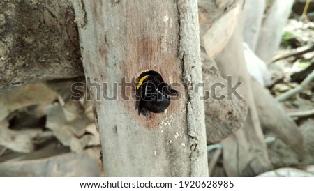 Single carpenter bee on wood, close up picture