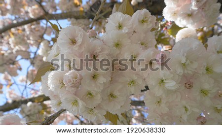Showy and bright Prunus Kanzan Japanese Flowering Cherry double layer flowers close-up. Sakura blossom. Japanese cherry blossom.