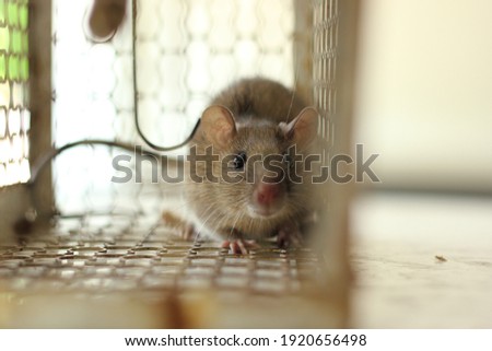 House rat acting strange in Mouse trap cage with blurred foreground in warm tone background. Selective focus. Royalty-Free Stock Photo #1920656498