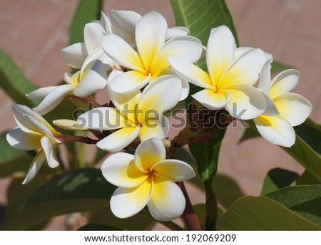 White plumeria blossom