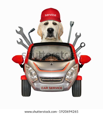 A dog labrador auto mechanic in a cap drives a red car with wrenches. White background. Isolated.