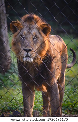beautiful male Asiatic lion Panthera leo leo in jungle forest standing behind fence 
