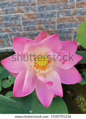Beautiful pink blooming lotus picture