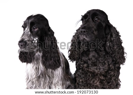 English Cocker Spaniel dogs on a white background
