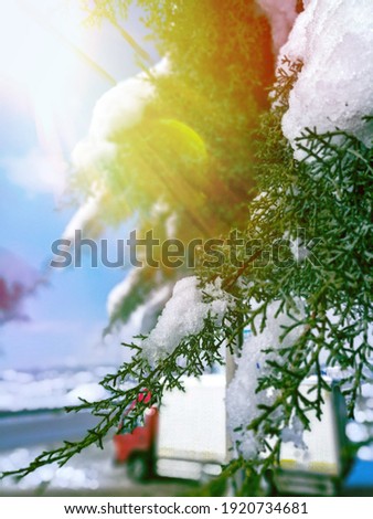 Picture of a winter pine tree 