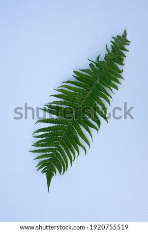 
fern, green fern leaf on white background, text, white frame, postcard, white background