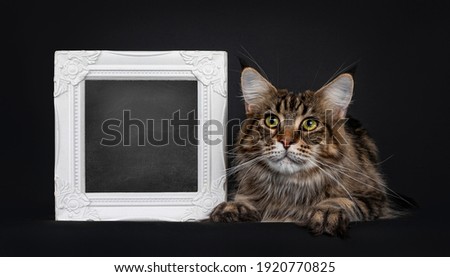 Impressive young adult black tabby Maine Coon cat, laying down beside with school board filled photo frame. Looking straight to camera with mesmerising eyes. Isolated on black background.