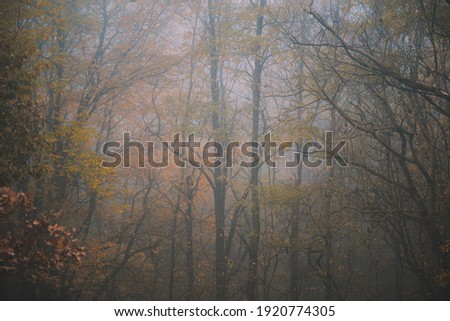 a cloudy day in the magical forest during autumn season with fog and colorful leaves