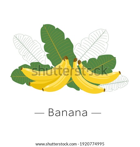 Banana with green leaves isolated on white background. Yellow banana. Vector illustration