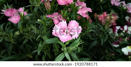 Purple color flower with green leaves at garden background.