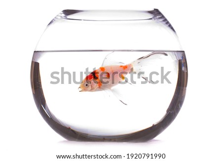 Single Goldfish in fish tank bowl
isolated on a white background
