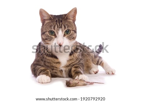 Domestic Cat laying next to a dead mouse isolated on a white background