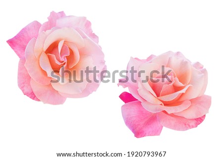 Pink rose isolated on the white background. Photo with clipping path. Royalty-Free Stock Photo #1920793967
