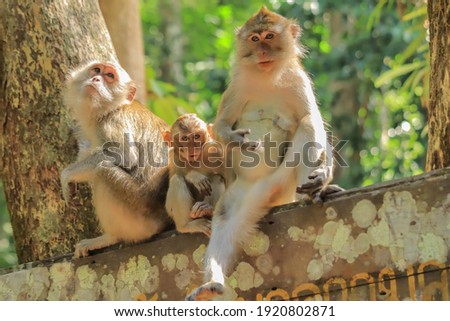 Monkey family resting with soft focus