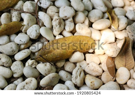 Warm light shine on dried leaves fall on the small white rock , this photo can use for background, wallpaper, backdrop.