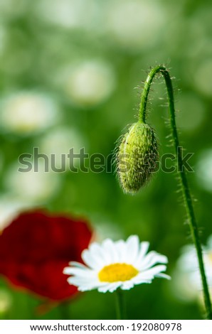 red corn poppy bud on floral  daisy meadow