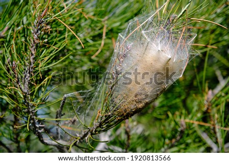 Thaumetopoea pityocampa, Close up Processionary caterpillar nest on a pine tree