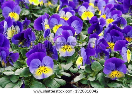 many blue violets in park, filling the picture