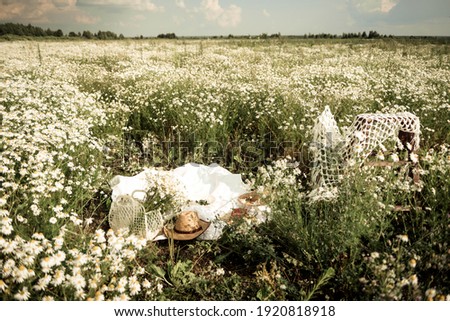 Wild chamomile flowers growing on a green meadow, the picture with the sunlight. Picnic in the meadow. Milk and bread.