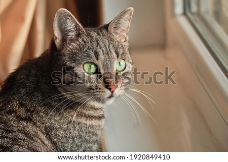 Grey tabby cat enjoying the warm winter sun.