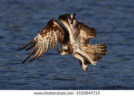 The Osprey, the only species in the family Pandionidae,A fishing specialist, the Osprey is well adapted to its way of life. These birds dive from the air to capture fish near the water's surface.