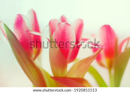 Pink tulips in white stripes with soft focus and smooth blur on the background, romantic image with toning