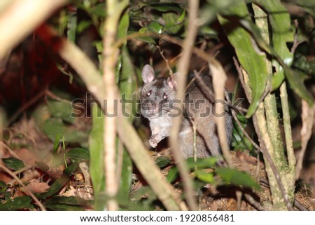 Southern giant pouched rat (Cricetomys ansorgei) from Ngangao Forest, Taita Hills, photo taken at night with red flashlight that is invisible to rats.
