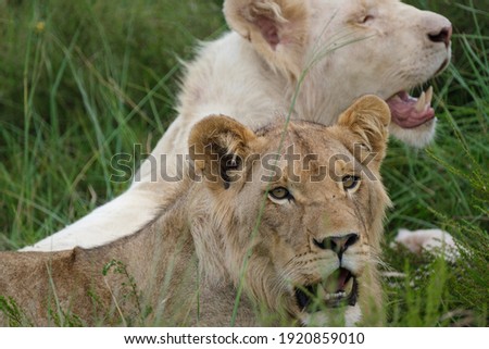 Two one year old male lion cubs resting among the tall grass, in the bushes whilst panting on a hot summer's day in South Africa