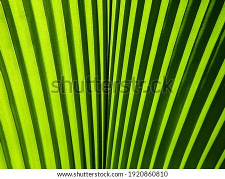 close up green palm leaf of Diamond joey palm tree ( Johannesteijsmannia altifrons H.E.Moore )