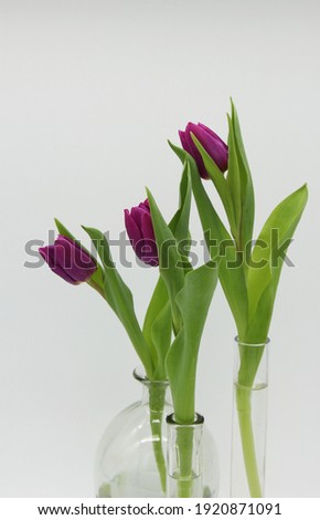 group of transparent glass vases, each with violet tulip on the white background. minimalist floral arrangement, vertical image, copy space