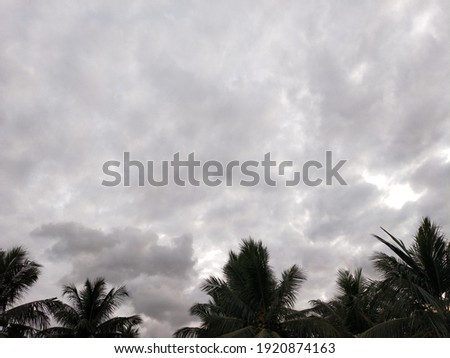 Coconut palm tree garden, coconut tree and the sky in the background.