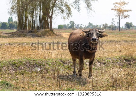 Water Buffalo Standing graze rice grass field meadow sun,  background, clear sky. Landscape scenery, beauty of nature animals concept late summer early autumn day.
