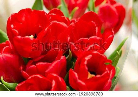 red tulips bouquet of flowers as a gift to mother's day and women's day close up