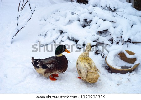 two ducks in the snow, winter