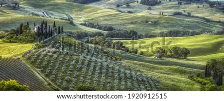 Panoramic green landscape with plantations, trees and winding patgs in greenery in central Italy, Tuscany region Royalty-Free Stock Photo #1920912515